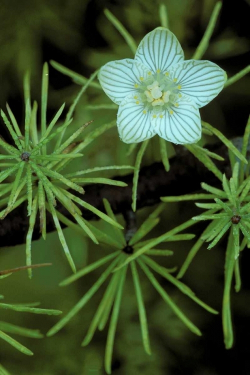 Picture of MI, BOG-STAR FLOWER IN TREE NEEDLES IN AUTUMN