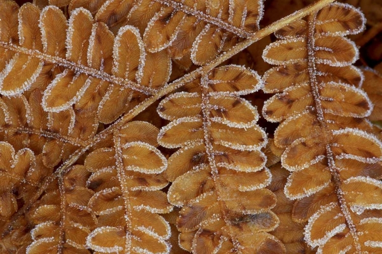 Picture of USA, MICHIGAN, BRACHEN FERN SECTION WITH FROST