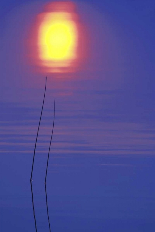 Picture of MICHIGAN, RUSHES AND SUNSET REFLECTION IN LAKE