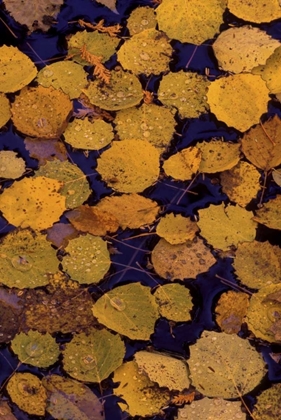 Picture of MI, LARGETOOTH ASPEN LEAVES IN AUTUMN ON WATER