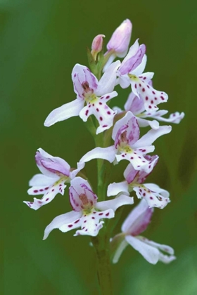 Picture of MI, UPPER PENINSULA, SMALL ROUND-LEAFED ORCHIS