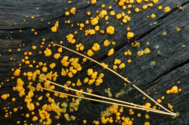 Picture of MI, WHITE PINE NEEDLE CLUSTER AND JELLY FUNGUS