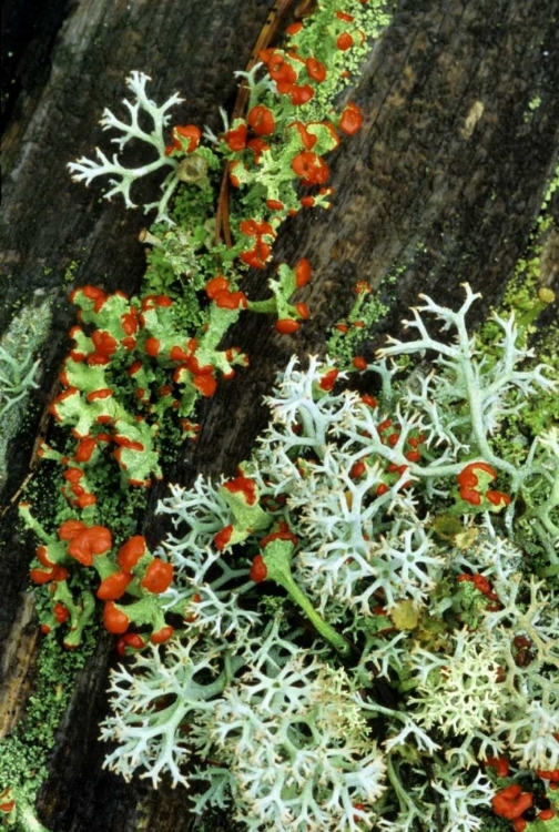 Picture of MI, BRITISH SOLDIER PLANT AND REINDEER LICHENS