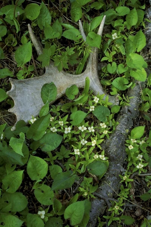 Picture of MI, ISLE ROYALE NP, MOOSE ANTLER IN BUNCHBERRY