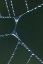Picture of USA, MICHIGAN DEWY WEB SECTION WITH WATER SPAN