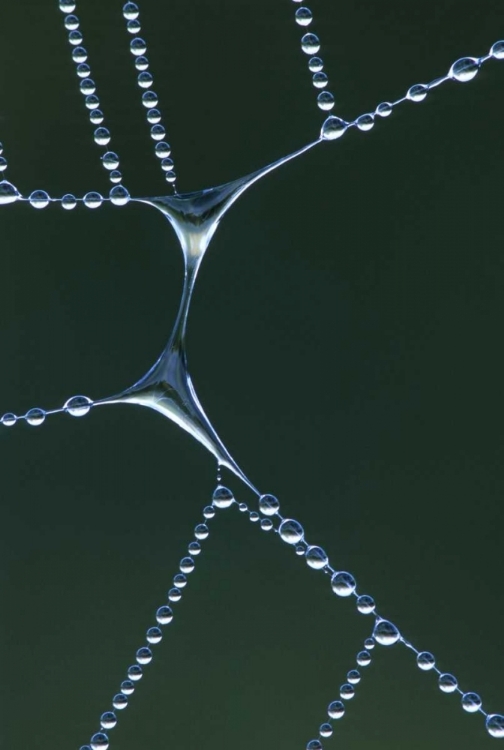 Picture of USA, MICHIGAN DEWY WEB SECTION WITH WATER SPAN