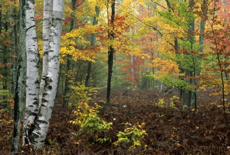 Picture of MICHIGAN FOREST IN LIGHT FOG AND AUTUMN COLORS