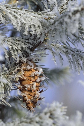 Picture of MI, MORNING LIGHT ON BALSAM FIR CONE WITH FROST