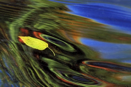 Picture of MI, BIRCH LEAF IN RIVER WITH AUTUMN REFLECTIONS