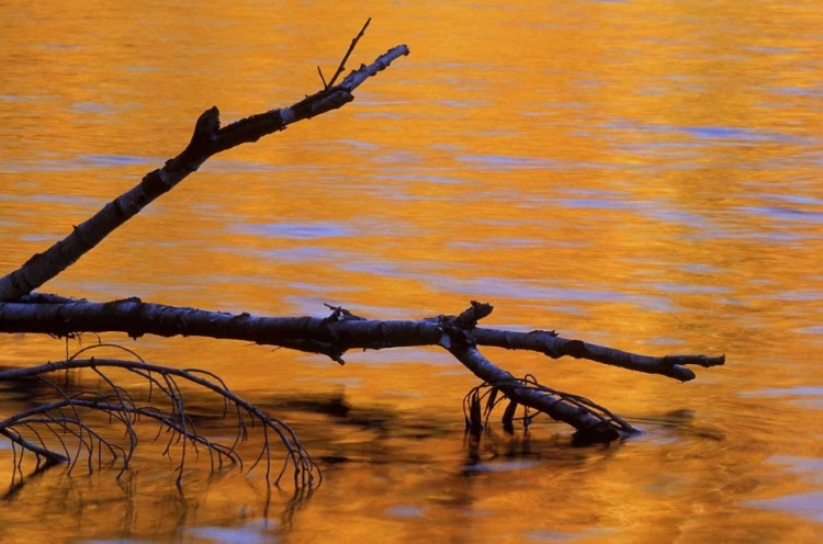 Picture of MI, FALLEN BIRCH SNAG IN FALL REFLECTED IN LAKE