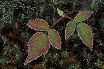 Picture of MI, BLACKBERRY BRAMBLE LEAVES AND HAIR CAP MOSS
