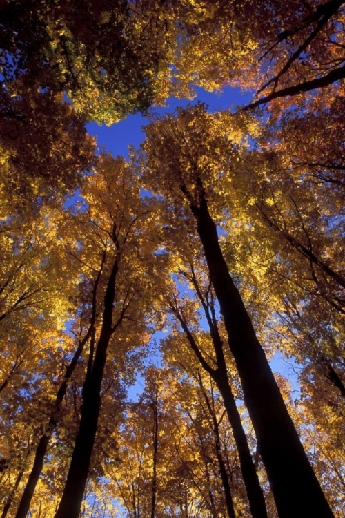 Picture of MI, LOOKING UP AT BLUE SKY THROUGH SUGAR MAPLES