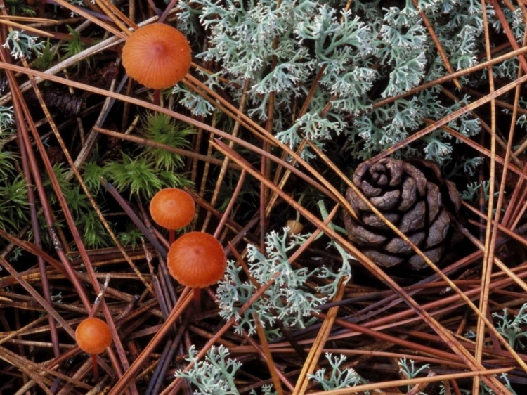 Picture of MI, FOREST FLOOR WITH MUSHROOMS AND LEAF LITTER