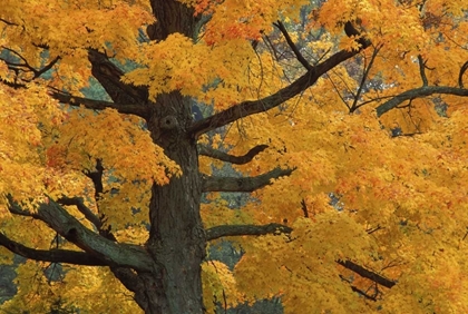 Picture of MICHIGAN, CLOSE-UP OF SUGAR MAPLE TREE IN AUTUMN
