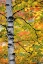 Picture of MICHIGAN, UPPER PENINSULA BIRCH TREES IN AUTUMN