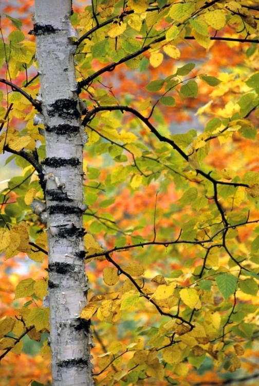 Picture of MICHIGAN, UPPER PENINSULA BIRCH TREES IN AUTUMN