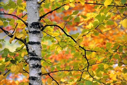 Picture of MICHIGAN, UPPER PENINSULA BIRCH TREES IN AUTUMN