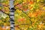 Picture of MICHIGAN, UPPER PENINSULA BIRCH TREES IN AUTUMN