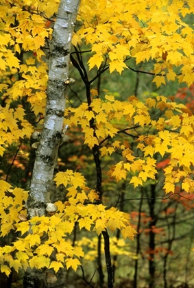 Picture of MICHIGAN, UPPER PENINSULA BIRCH TREES IN AUTUMN