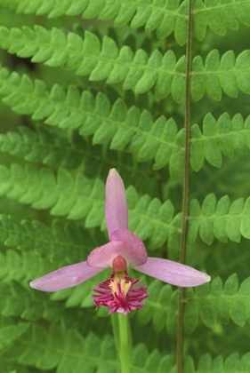 Picture of MI, ROSE POGONIA ORCHID AND MARSH FERN IN SPRING