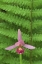 Picture of MI, ROSE POGONIA ORCHID AND MARSH FERN IN SPRING