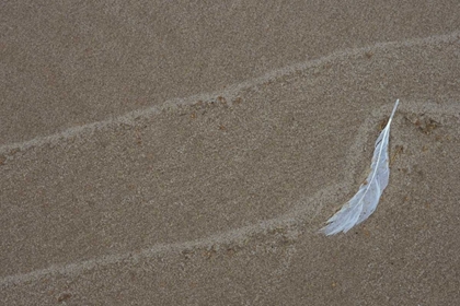 Picture of MI, GULL FEATHER AND WAVE LINES ON LAKE MICHIGAN