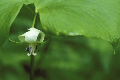 Picture of MI, TRILLIUM FLOWER HANGS BENEATH LEAF IN SPRING