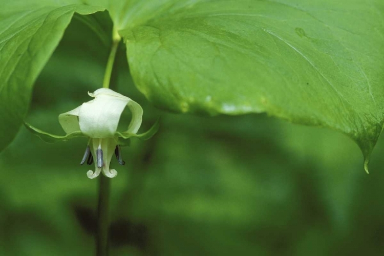 Picture of MI, TRILLIUM FLOWER HANGS BENEATH LEAF IN SPRING