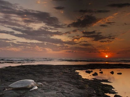 Picture of HI, HONOKOHAU BAY GREEN SEA TURTLE ON BEACH