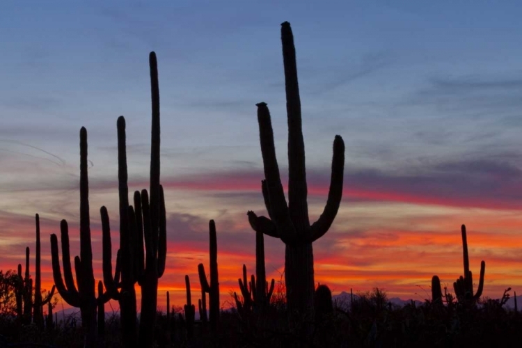 Picture of AZ, SONORAN DESERT SAGUARO CACTI AND SUNSET