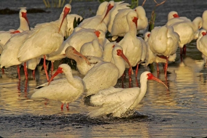 Picture of FL, PALM BEACH CO, WHITE IBIS FLOCK BATHING