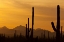 Picture of AZ, SAGUARO NP, SAGUARO CACTUS AND MOUNTAINS