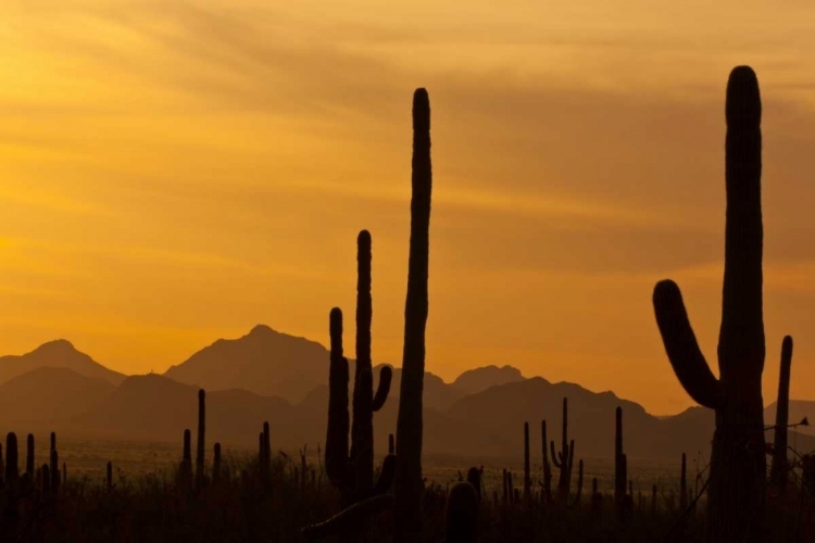 Picture of AZ, SAGUARO NP, SAGUARO CACTUS AND MOUNTAINS