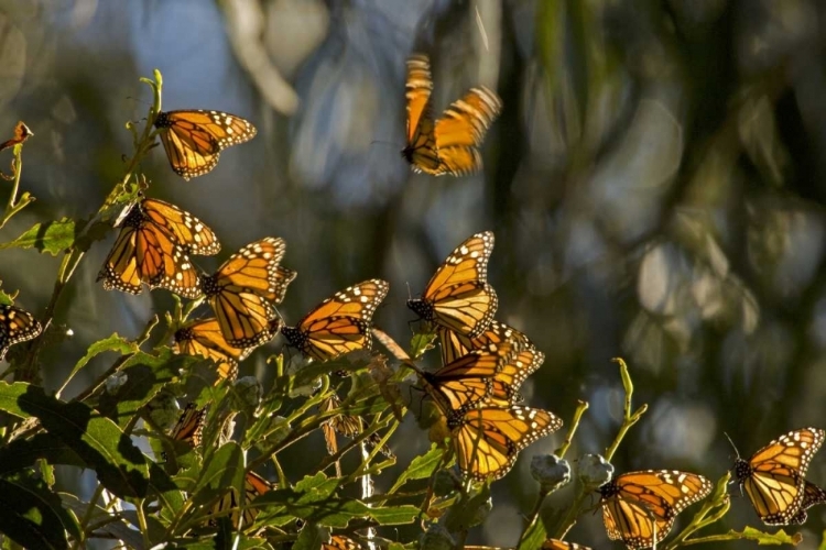 Picture of CA, SAN LUIS OBISPO CO, MONARCH BUTTERFLIES