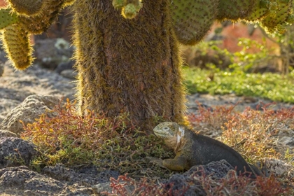 Picture of ECUADOR, GALAPAGOS NP LAND IGUANA AND CACTUS