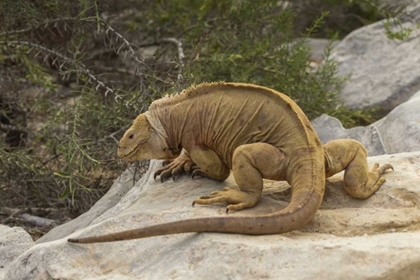 Picture of ECUADOR, GALAPAGOS NP LAND IGUANA ON BOULDER