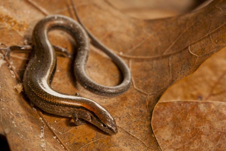 Picture of USA, NORTH CAROLINA CLOSE-UP OF GROUND SKINK