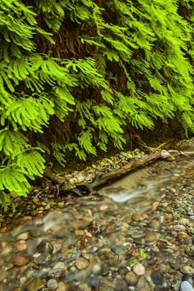 Picture of CALIFORNIA, REDWOODS NP SCENIC OF FERN CREEK