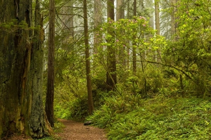 Picture of CALIFORNIA, REDWOODS NP TRAIL THROUGH FOREST