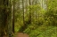 Picture of CALIFORNIA, REDWOODS NP TRAIL THROUGH FOREST