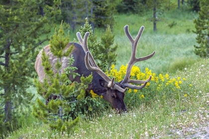 Picture of COLORADO, ROCKY MOUNTAIN NP BULL ELK GRAZING