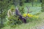 Picture of COLORADO, ROCKY MOUNTAIN NP BULL ELK GRAZING