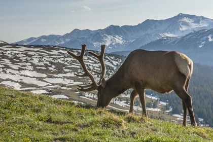 Picture of COLORADO, ROCKY MOUNTAIN NP BULL ELK GRAZING