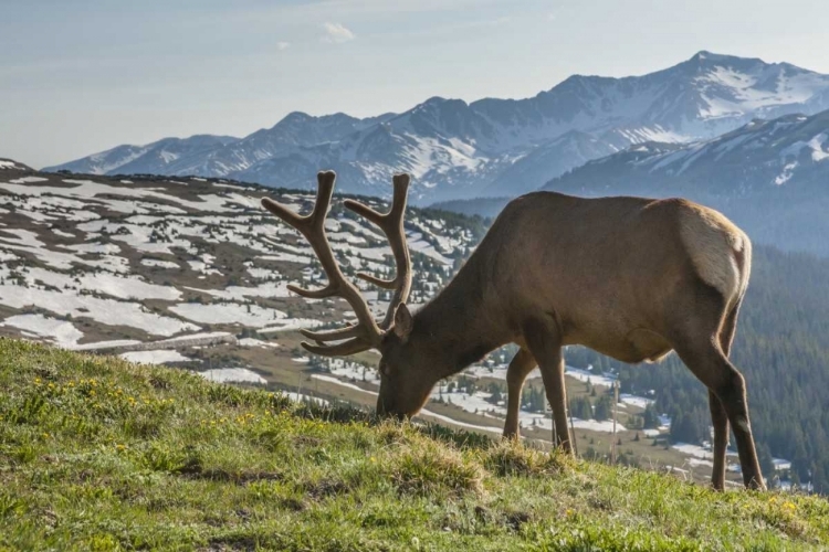 Picture of COLORADO, ROCKY MOUNTAIN NP BULL ELK GRAZING
