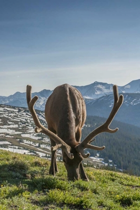 Picture of COLORADO, ROCKY MOUNTAIN NP BULL ELK GRAZING