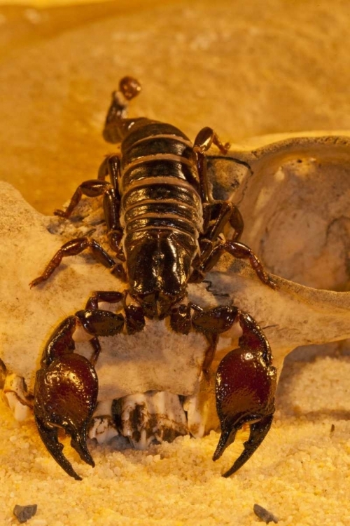 Picture of NORTH CAROLINA TASMANIAN RED-CLAWED SCORPION