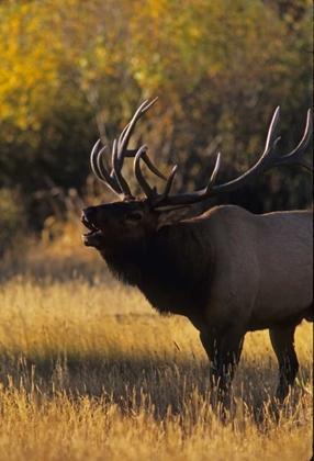 Picture of COLORADO, ROCKY MOUNTAIN NP BULL ELK BUGLING