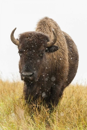 Picture of SOUTH DAKOTA, CUSTER SP BISON AND SNOWFLAKES