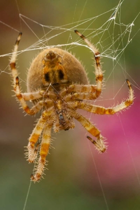 Picture of COLORADO, JEFFERSON COUNTY ORB-WEAVER SPIDER