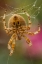 Picture of COLORADO, JEFFERSON COUNTY ORB-WEAVER SPIDER